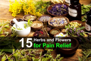 15 Best Herbs and Flowers for Pain Relief