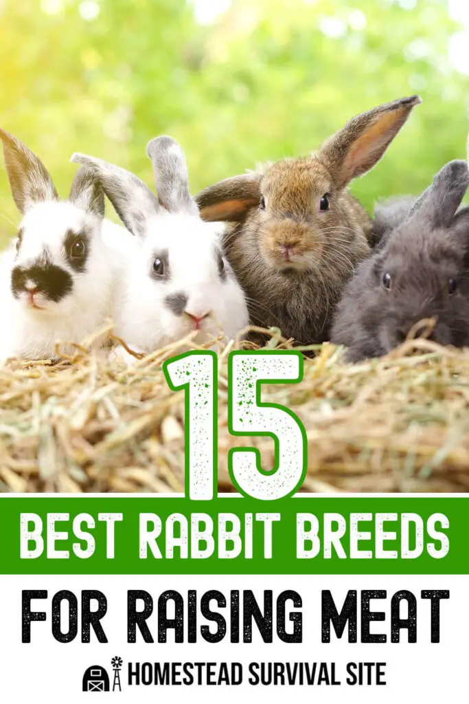 15 Best Rabbit Breeds for Raising Meat