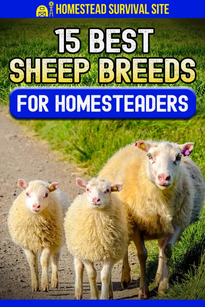 15 Best Sheep Breeds for Homesteaders