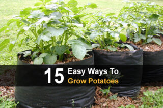 15 Easy Ways to Grow Potatoes