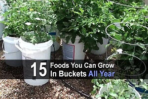 15 Foods You Can Grow In Buckets All Year