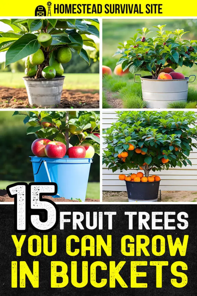 15 Fruit Trees You Can Grow In Buckets