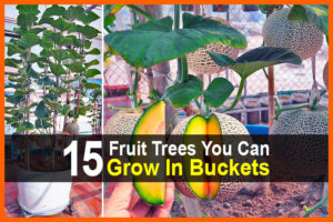 15 Fruit Trees You Can Grow In Buckets