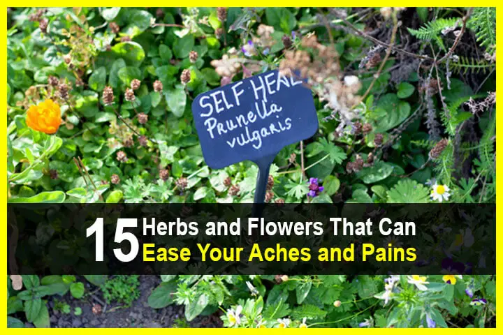 15 Herbs and Flowers That Can Ease Your Aches and Pains