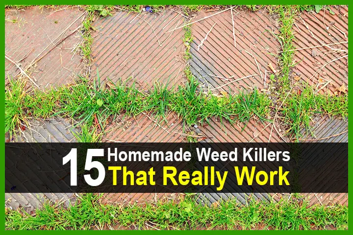 15 Homemade Weed Killers That Really Work