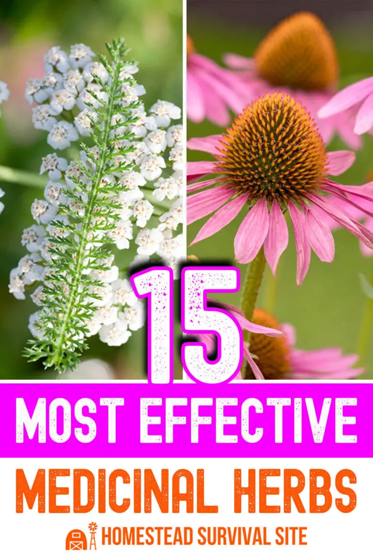 15 Most Effective Medicinal Herbs