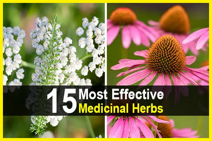 15 Most Effective Medicinal Herbs