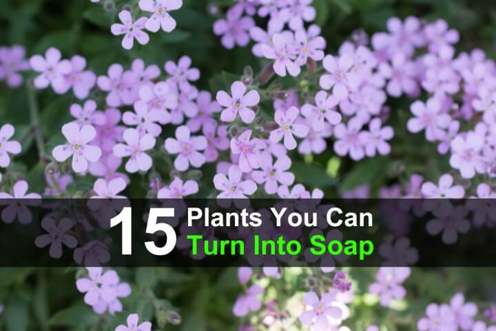 15 Plants You Can Turn Into Soap