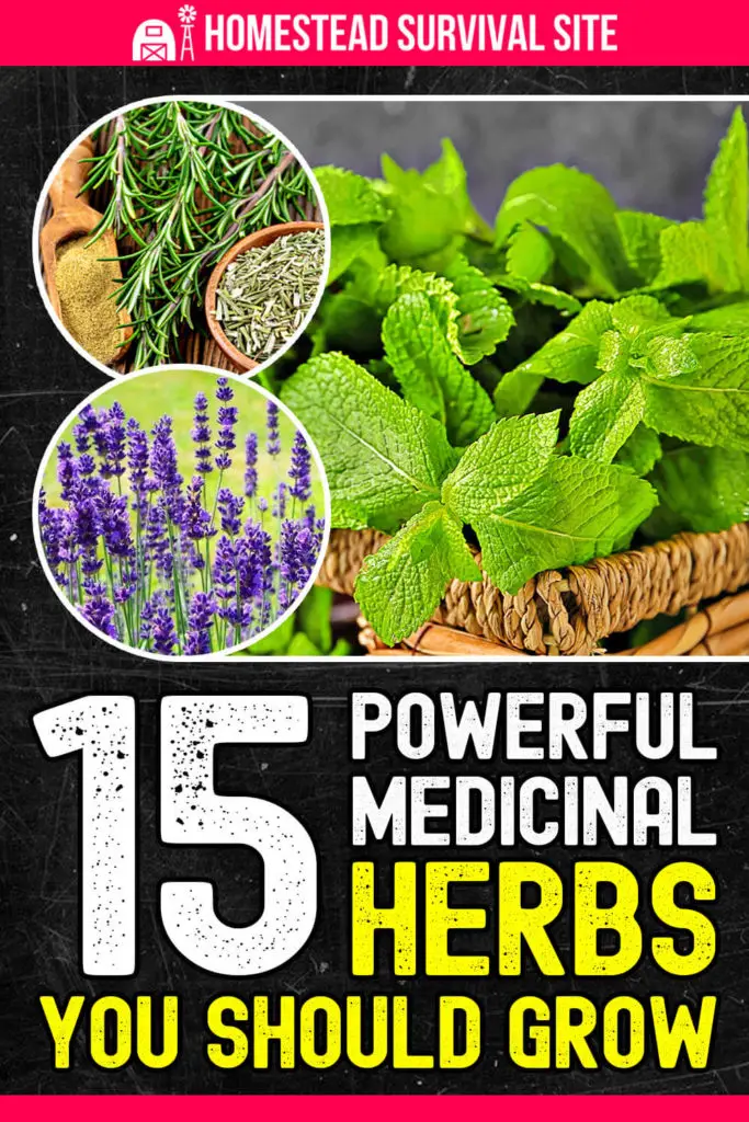 15 Powerful Medicinal Herbs You Should Grow