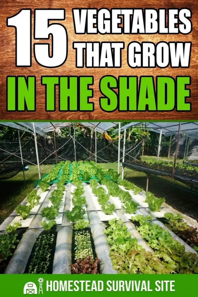 15 Vegetables That Grow In The Shade
