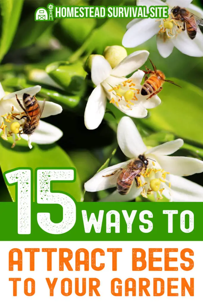 15 Ways to Attract Bees to Your Garden