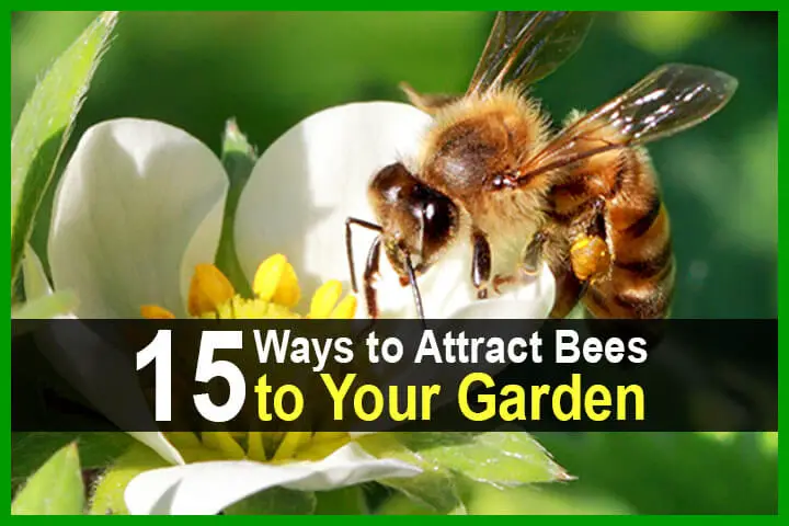 15 Ways to Attract Bees to Your Garden