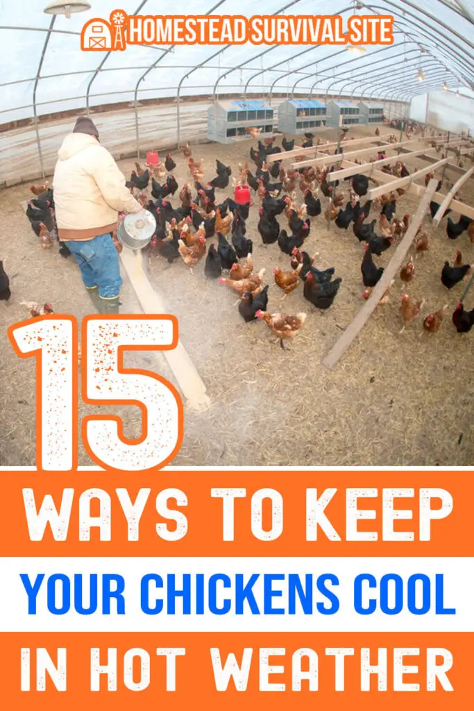 15 Ways To Keep Your Chickens Cool In Hot Weather