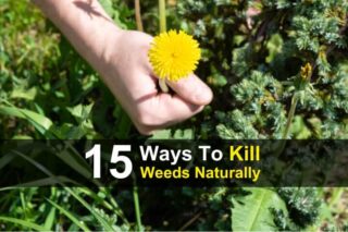 15 Ways To Kill Weeds Naturally