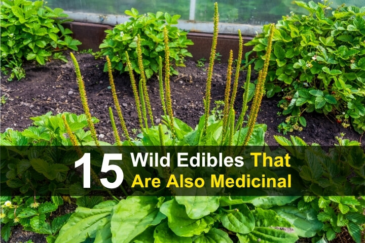15 Wild Edibles That Are Also Medicinal