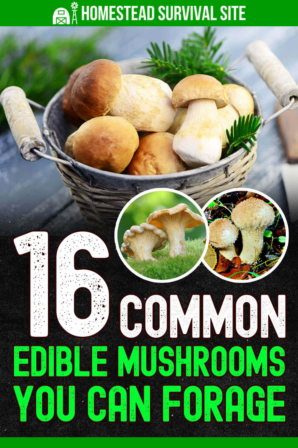 16 Common Edible Mushrooms You Can Forage - TheWorldOfSurvival.Com