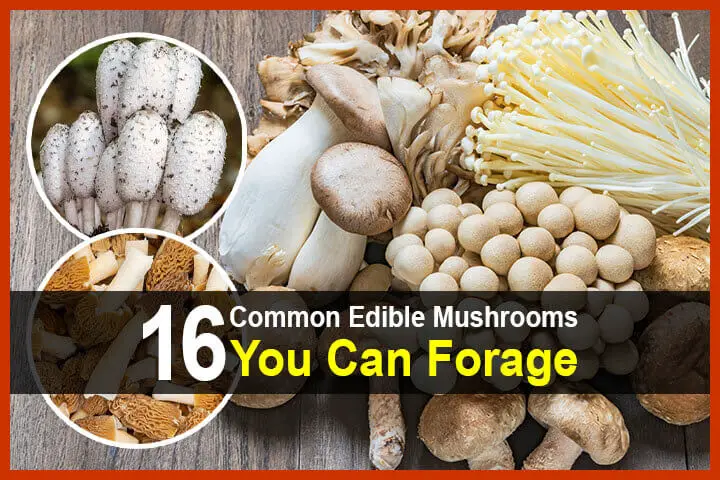 16 Common Edible Mushrooms You Can Forage