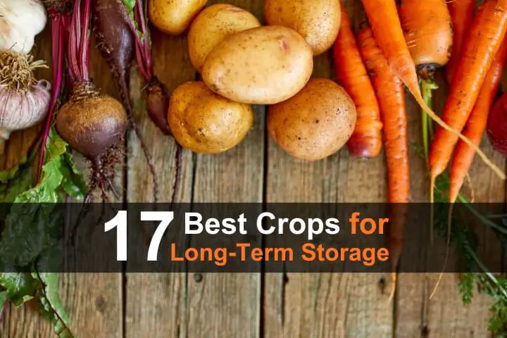 17 Best Crops for Long-Term Storage