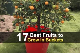 17 Best Fruits to Grow in Buckets