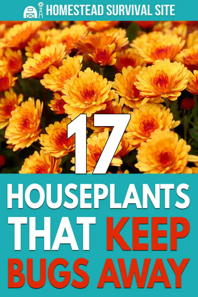 17 Houseplants That Keep Bugs Away