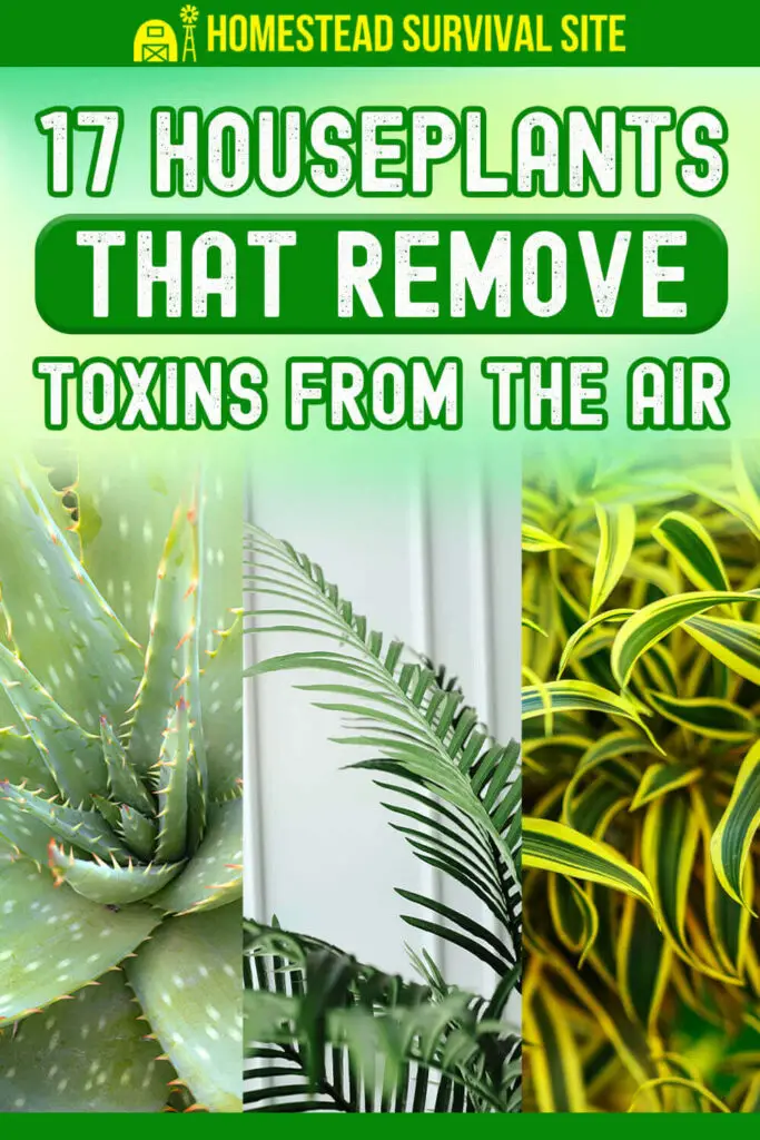 17 Houseplants That Remove Toxins From The Air