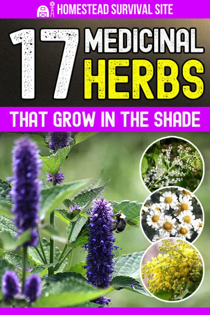 17 Medicinal Herbs That Grow In The Shade
