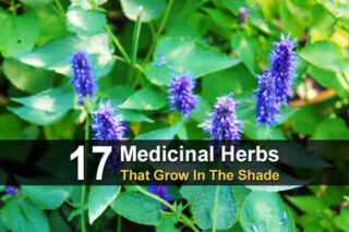 17 Medicinal Herbs That Grow In The Shade