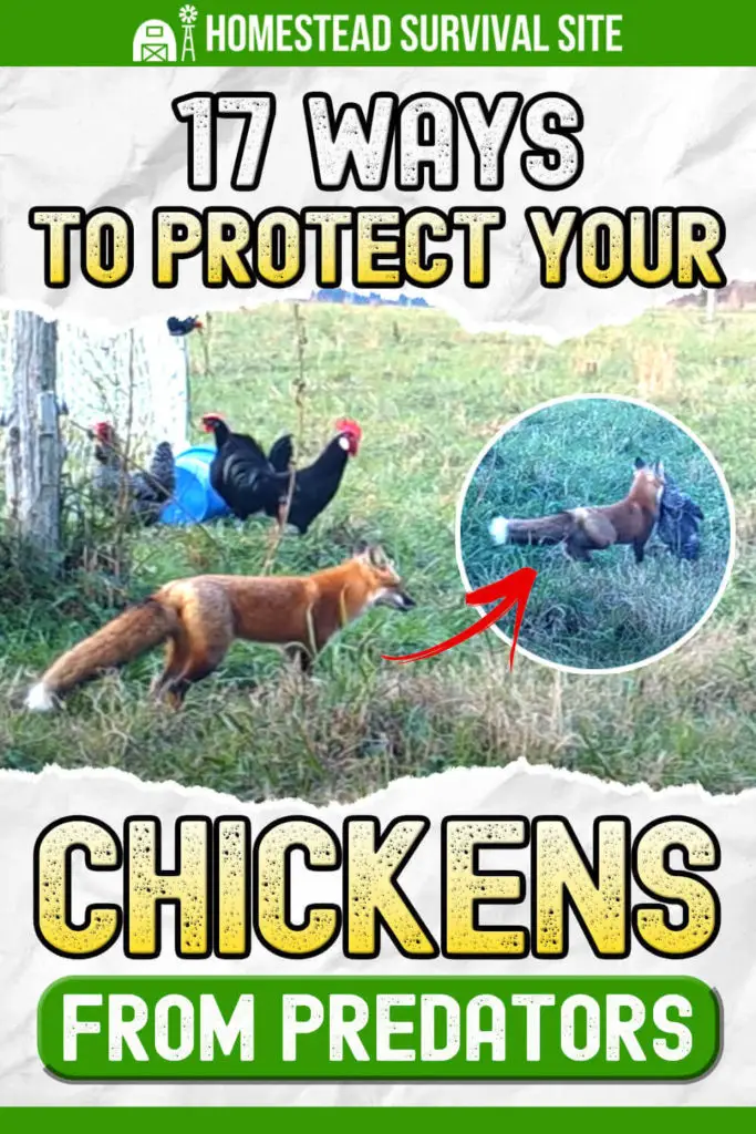17 Ways To Protect Your Chickens From Predators