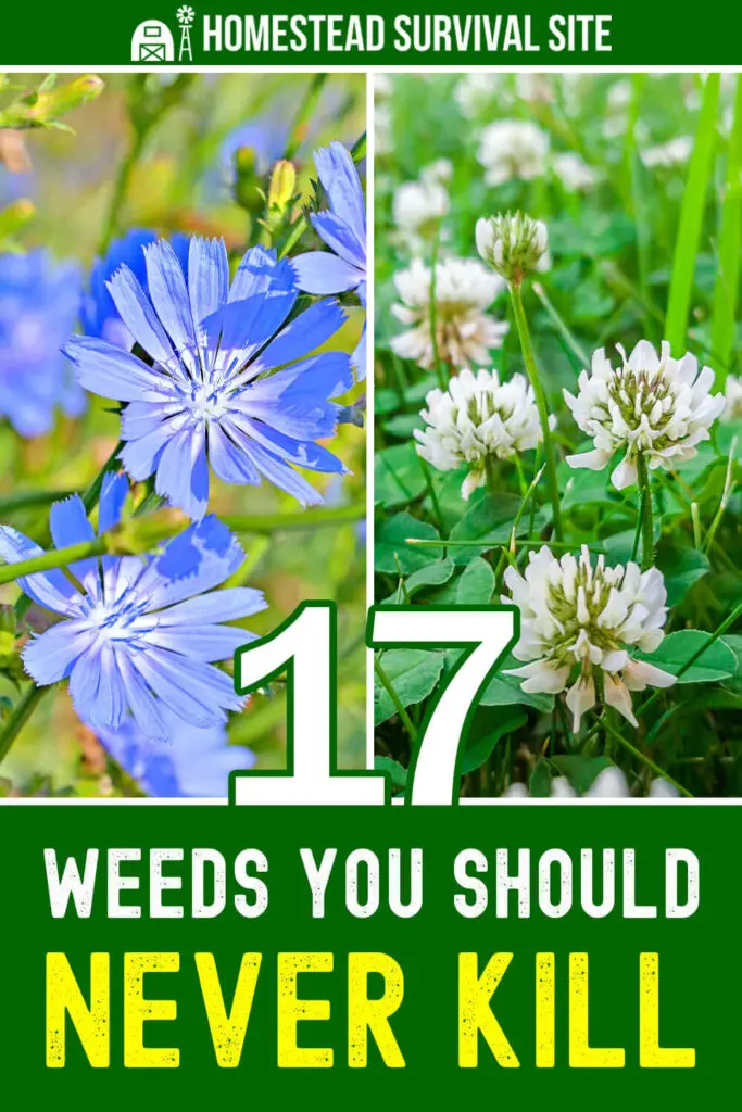 17 Weeds You Should Never Kill