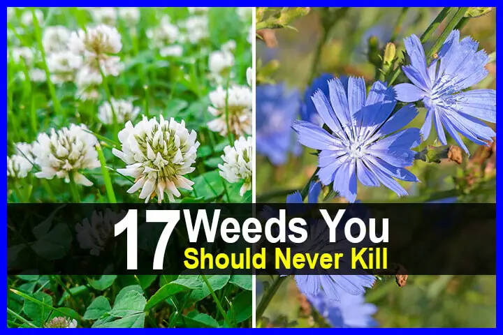 17 Weeds You Should Never Kill