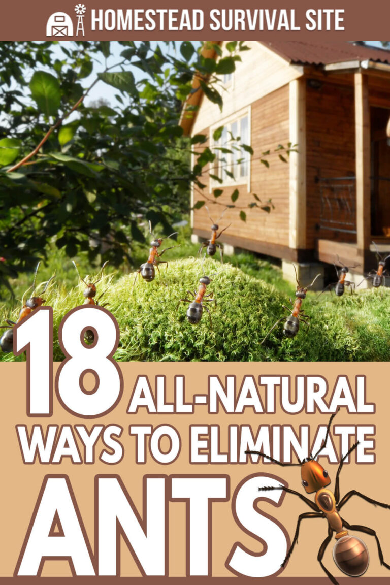 18 AllNatural Ways to Eliminate Ants