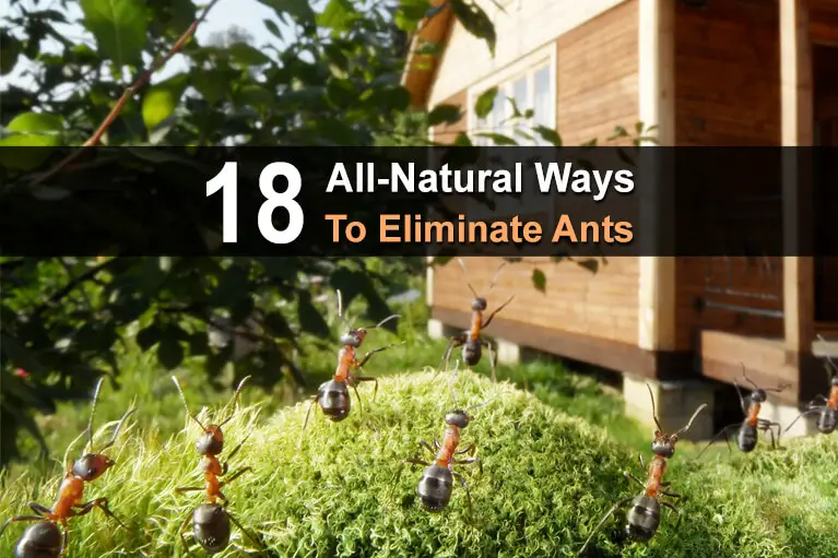 18 All-Natural Ways to Eliminate Ants
