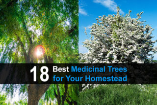 18 Best Medicinal Trees For Your Homestead