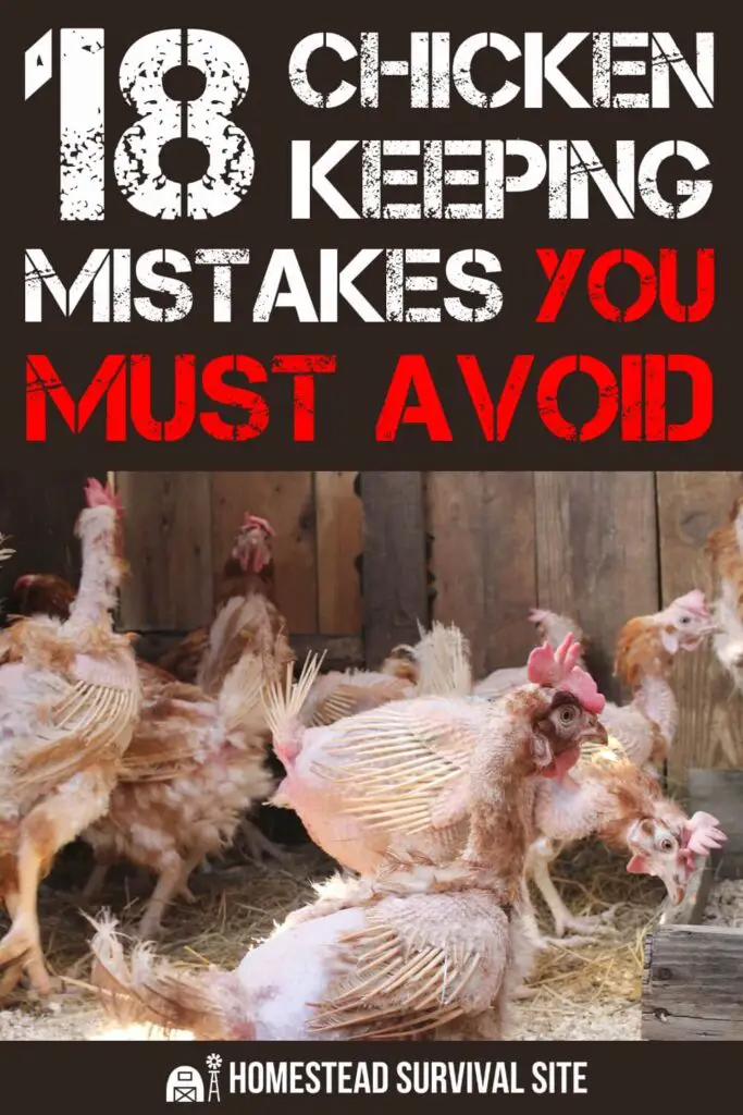 18 Chicken Keeping Mistakes You Must Avoid