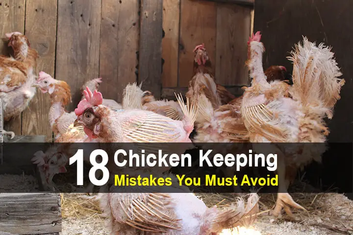 18 Chicken Keeping Mistakes You Must Avoid