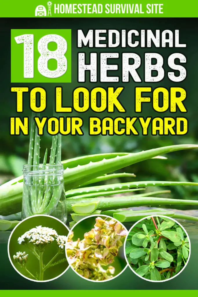 18 Medicinal Herbs to Look For in Your Backyard