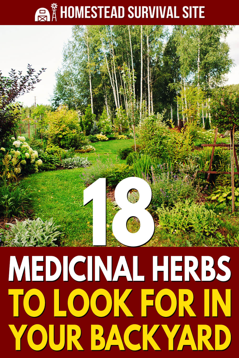 18 Medicinal Herbs To Look For In Your Backyard
