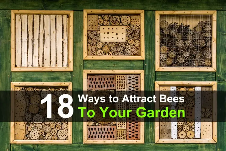 18 Ways to Attract Bees to Your Garden