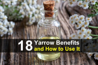 18 Amazing Yarrow Benefits and How to Use It