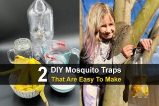 2 DIY Mosquito Traps That Are Easy To Make