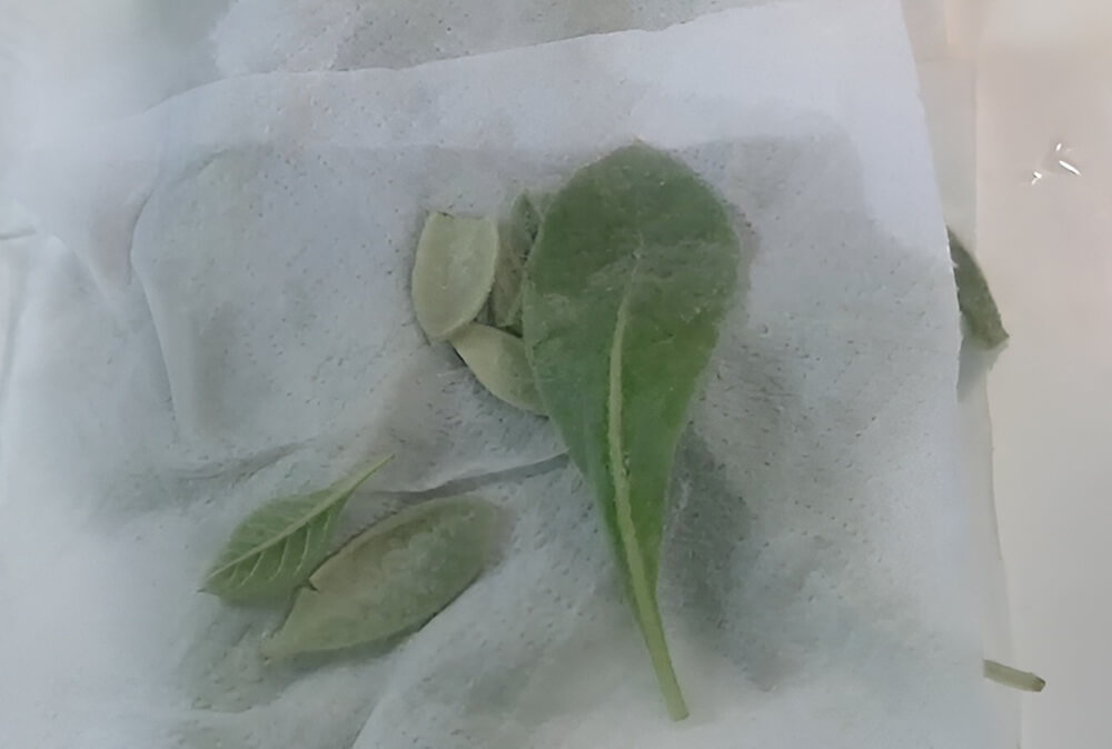 Clean on Paper Towels