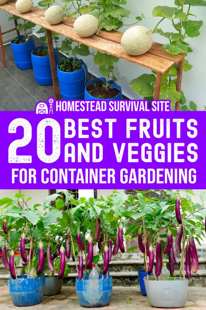 20 Best Fruits and Veggies for Container Gardening