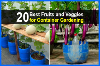 20 Best Fruits and Veggies for Container Gardening