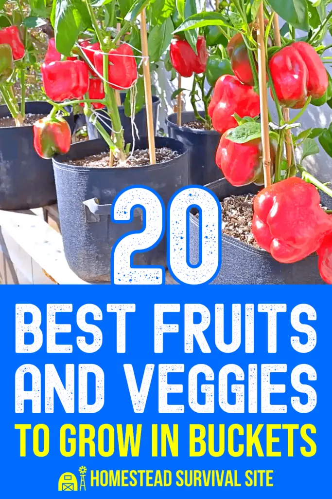 20 Best Fruits and Veggies to Grow in Buckets