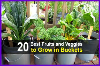 20 Best Fruits and Veggies to Grow in Buckets