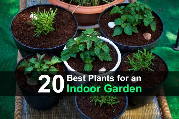 20 Best Plants for an Indoor Garden