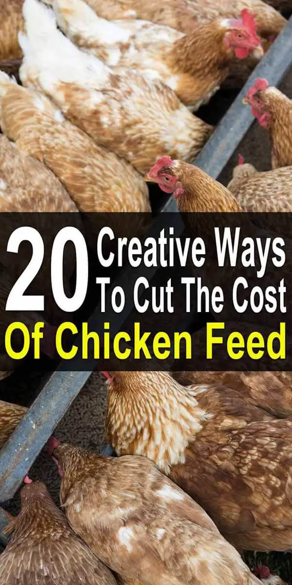 20 Creative Ways to Cut the Cost of Chicken Feed