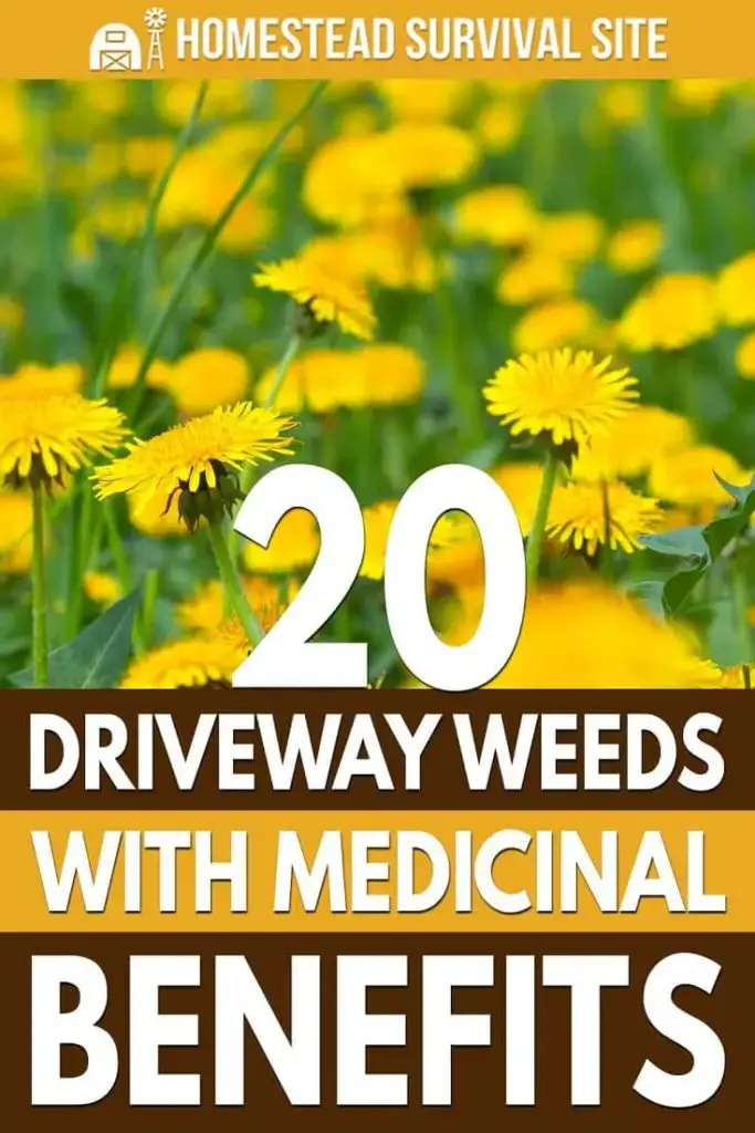 20 Driveway Weeds With Medicinal Benefits