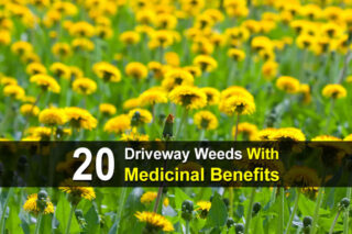 20 Driveway Weeds With Medicinal Benefits