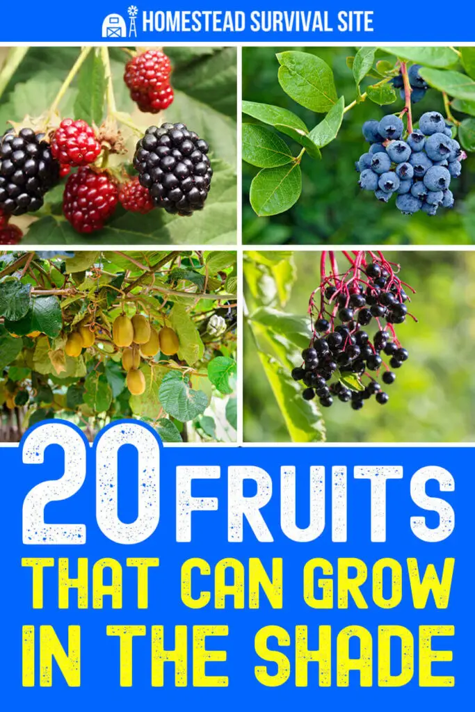 20 Fruits That Can Grow In The Shade
